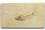 Bargain, Fossil Fish (Diplomystus) - Wyoming #354024-1